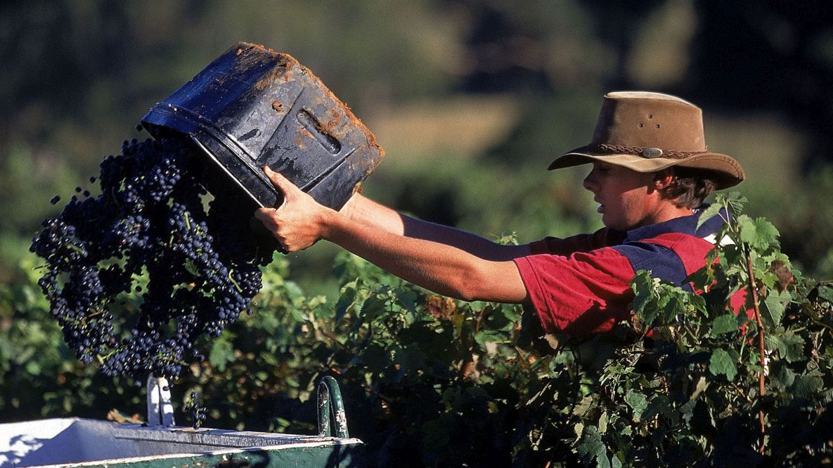 No takers for wine? Why farmers in Australia, France are destroying vineyards No takers for wine? Why farmers in Australia, France are destroying vineyards