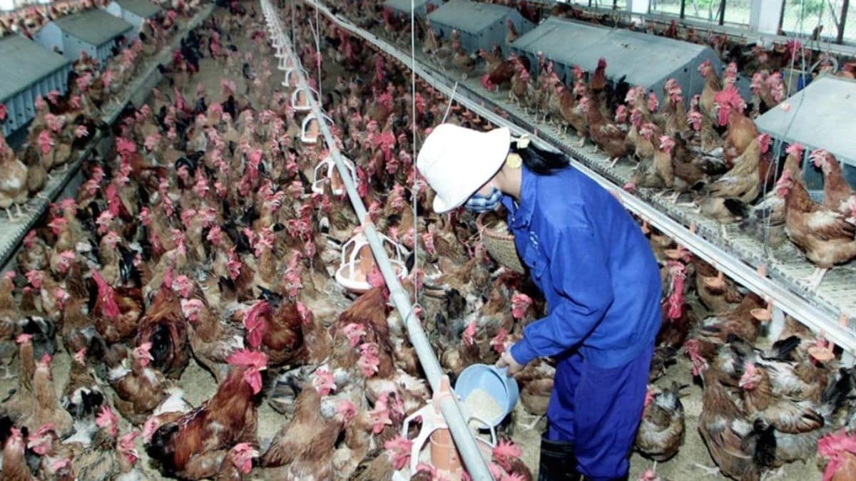 Youngster dies as bird flu strikes Vietnam