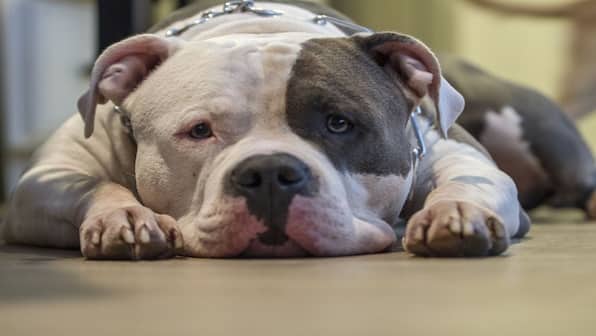 In Graphics | The 23 dog breeds that Centre has asked states to ban in India