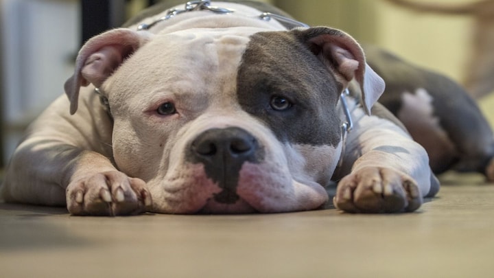 In Graphics | The 23 dog breeds that Centre has asked states to ban in India