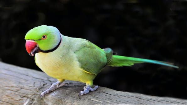 What is parrot fever, the infection that has claimed 5 lives in Europe?
