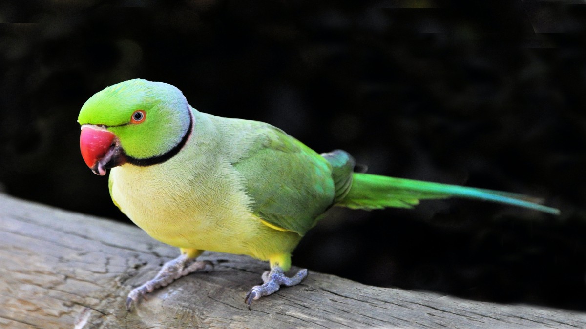 Humans typically contract parrot fever by breathing in dust from an infected bird's secretions. Pexels/Representative Image Humans typically contract parrot fever by breathing in dust from an infected bird's secretions. Pexels/Representative Image