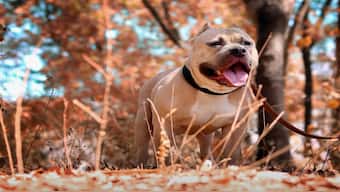 Pitbulls' reputation is based on their history of dog fighting, the high number of bite instances that have been documented, and their propensity to bite while gripping onto prey. Pexels