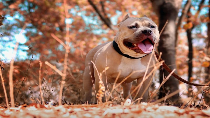 India wants to ban Pit bulls, Rottweilers: How dangerous are these dog breeds?
