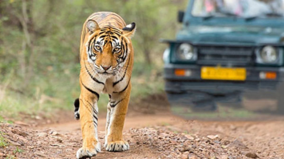 No more tiger safaris in core areas of Jim Corbett National Park. Here's why No more tiger safaris in core areas of Jim Corbett National Park. Here's why