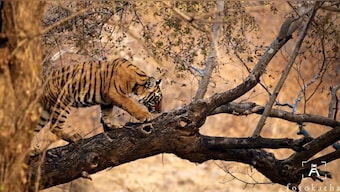 A sub-adult tiger is seen on a tree in Ranthambore Tiger Reserve in Rajasthan. India is home to 75 per cent of the world's tiger population in the wild. Image courtesy: Fotokatha