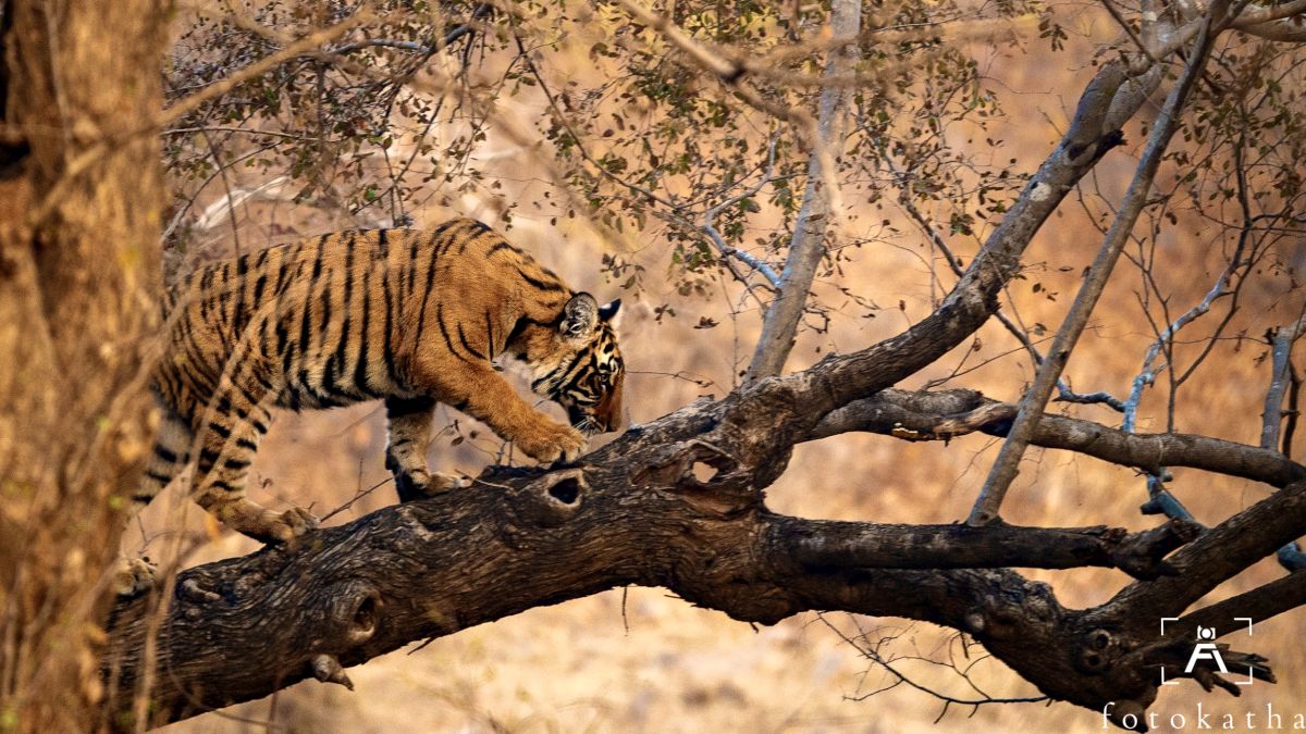 Wild Wild Best: How India is emerging as the Big Daddy of big cats Wild Wild Best: How India is emerging as the Big Daddy of big cats