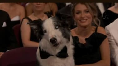 Oscars 2024: 'Anatomy Of A Fall' dog Messi makes it to the event in a bow-tie, netizens can't keep calm