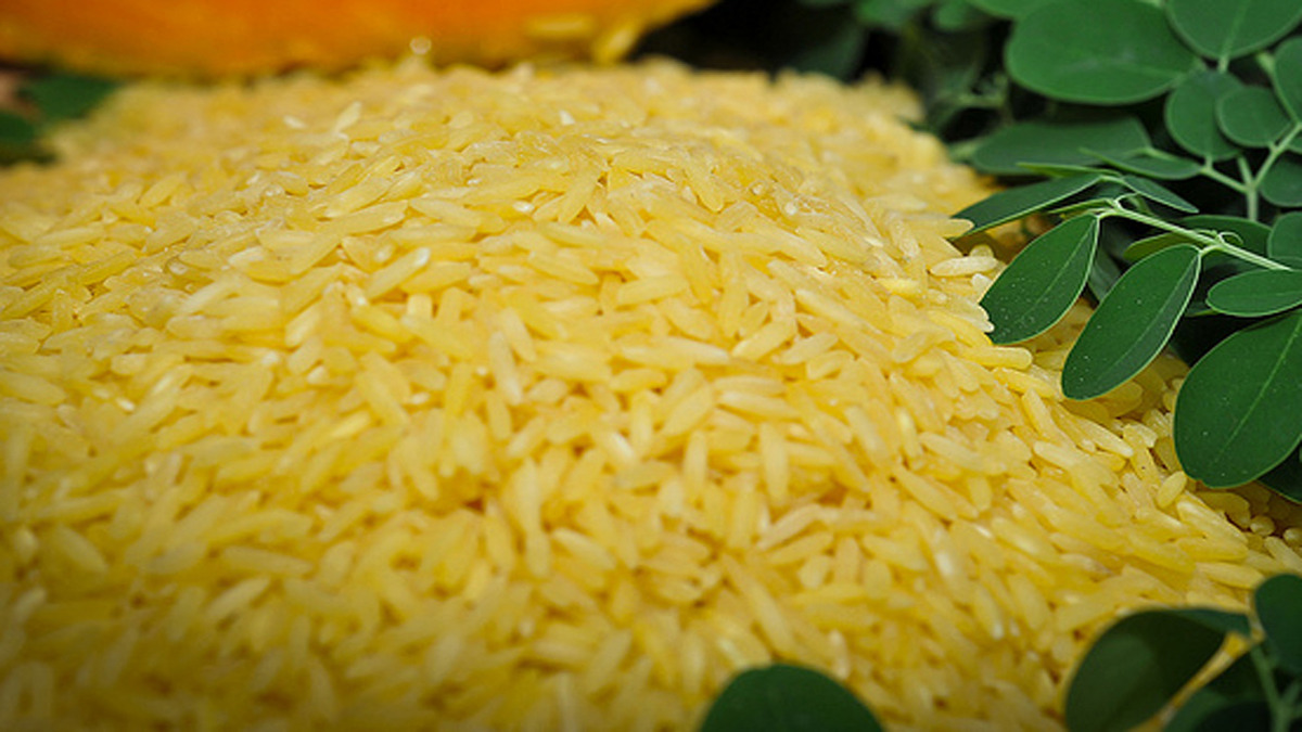 What is golden rice? Why a Philippines court has blocked its production ...