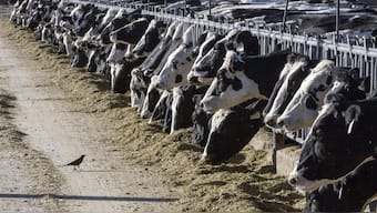 Dairy cow herds in five US states have tested positive for bird flu. AP (Representational Image)