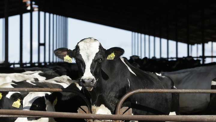 Bird flu in the US: Why cows are being tested and tracked?