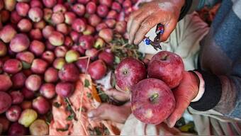 Due to a warmer winter, many apple regions in Himachal Pradesh are reporting less flowering and more vegetative growth, which is bad for farmers. Image: PTI
