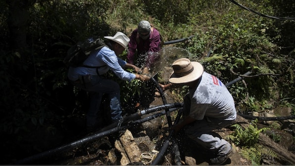 Farmers in Mexico are sabotaging avocado farms. Here's why
