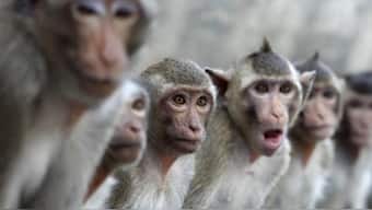 The B virus is usually transmitted from macaque monkeys to humans. Source: Reuters