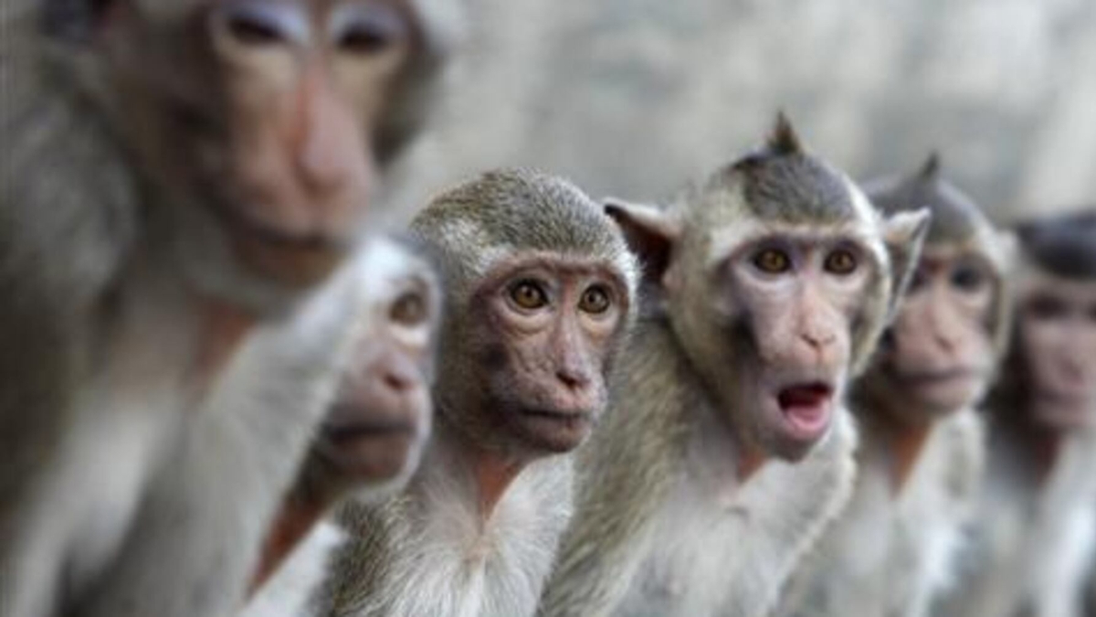 Hong Kong authorities investigating city's first 'B virus' incident | Is it as dangerous as Covid-19? Hong Kong authorities investigating city's first 'B virus' incident | Is it as dangerous as Covid-19?