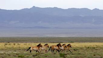 A herd of endangered Przewalski's horses trot across the Takhin Tal National Park, part of the Great Gobi B Strictly Protected Area, in south-west Mongolia. Reuters File