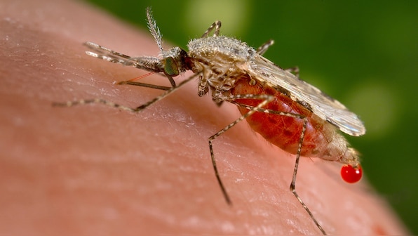  Kerala on alert for West Nile fever. What are its symptoms?