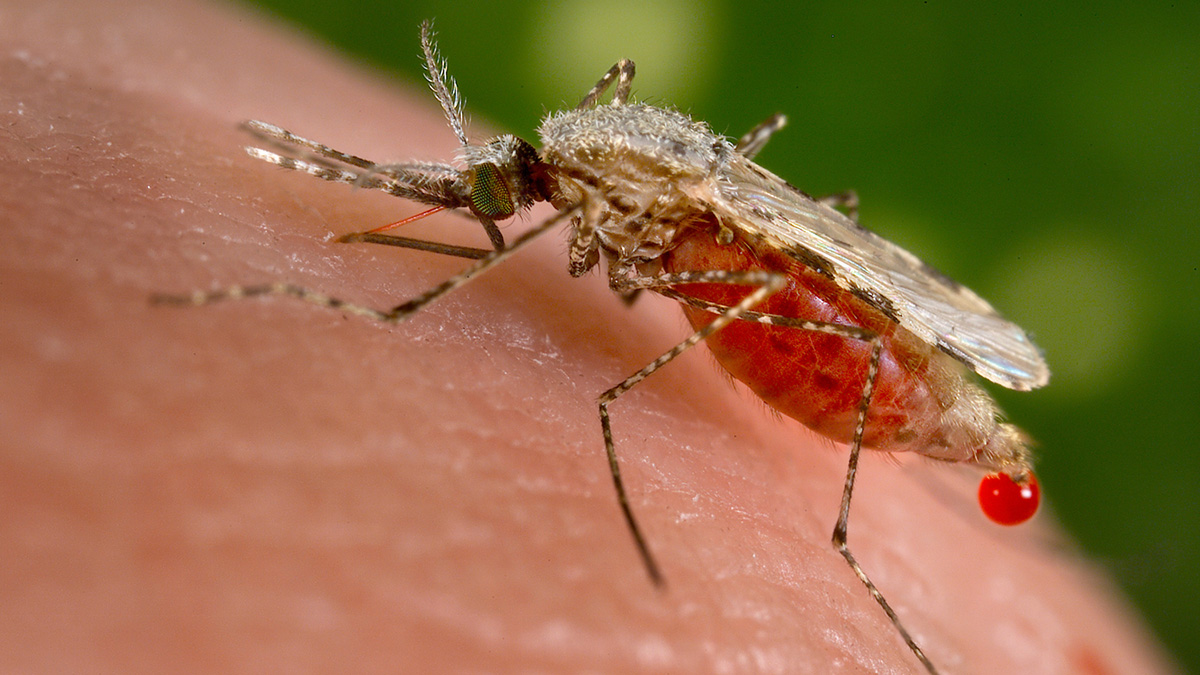West Nile fever spreads among humans and animals through an infected mosquito's bite. Representative image.Reuters West Nile fever spreads among humans and animals through an infected mosquito's bite. Representative image.Reuters