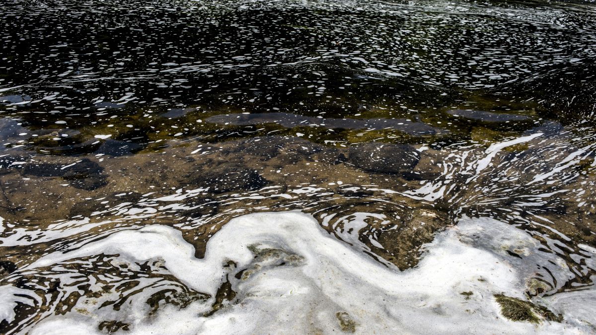 PFAS foam gathers at the the Van Etten Creek dam in Oscoda Township, Michigan. File image/AP PFAS foam gathers at the the Van Etten Creek dam in Oscoda Township, Michigan. File image/AP