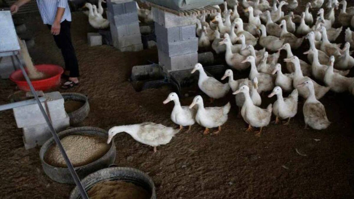 There is no evidence it virus can morph into a form that would pose a big threat to humans, however two eminent flu experts warned in an article in the British Medical Journal: 'the hazard and risk of a major outbreak of H5N1 are large, plausible and imminent.' Image for Representation. AP