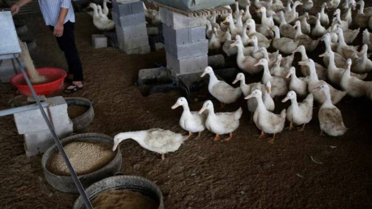 Philippines bans imports of poultry products from Australia over bird flu Philippines bans imports of poultry products from Australia over bird flu