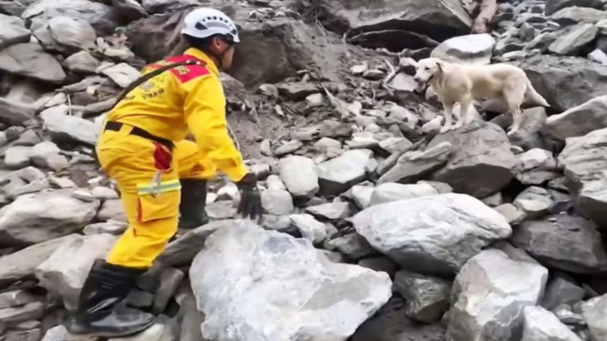 A screengrab from a video of a rescuer locating the body of an earthquake victim with the help of Roger, an eight-year-old labrador, in Taiwan's Taroko National Park. AFP A screengrab from a video of a rescuer locating the body of an earthquake victim with the help of Roger, an eight-year-old labrador, in Taiwan's Taroko National Park. AFP
