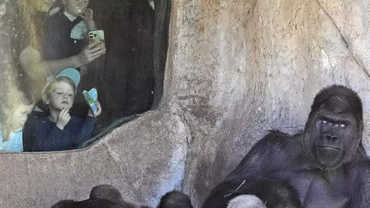 US zoos report unusual behaviour by animals during solar eclipse US zoos report unusual behaviour by animals during solar eclipse