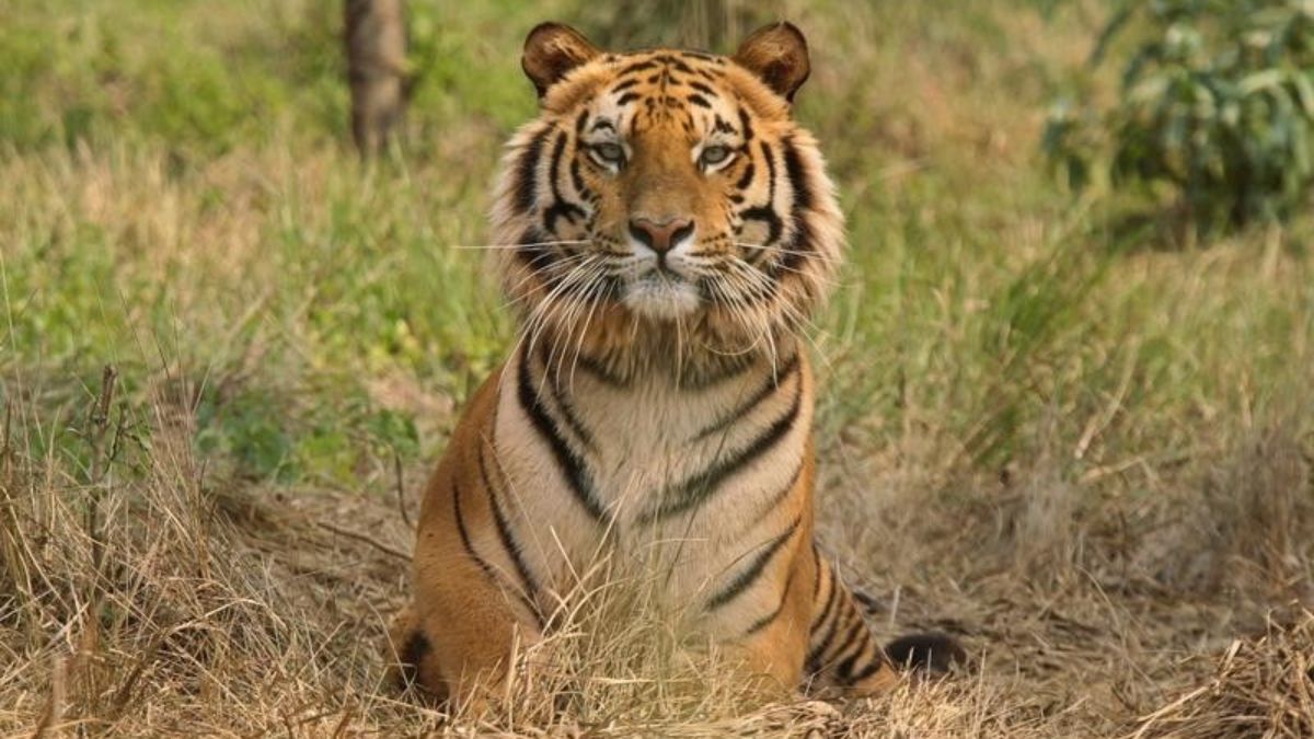 Representational Image. Representational Image.