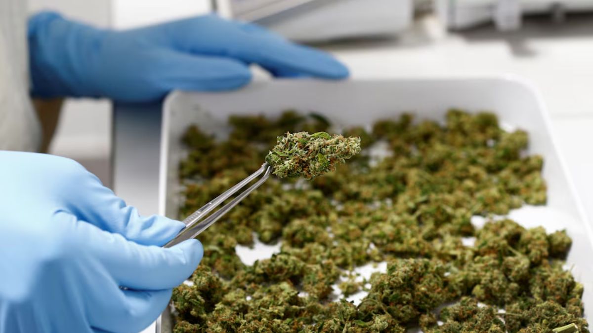 Biden administration proposes to reclassify marijuana as low risk drug Biden administration proposes to reclassify marijuana as low risk drug