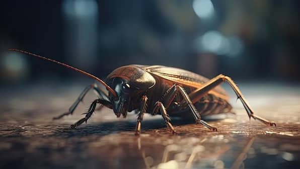 ‘Mutant cockroaches’ in Spain: Is climate change responsible?