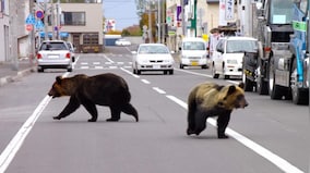 Japan's rising bear attacks: Can AI come to its rescue?