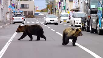 Two bears walking down the street in Hokkaido, Japan. File image/AFP