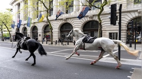 Watch: Royal military horses go on rampage in London, injure 4 people