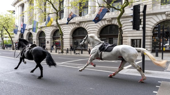 Watch: Royal military horses go on rampage in London, injure 4 people