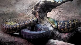 The researchers have given the snake an estimated length range of 11-15 metres and 1 tonne in weight. Image used for representational purposes/Pixabay