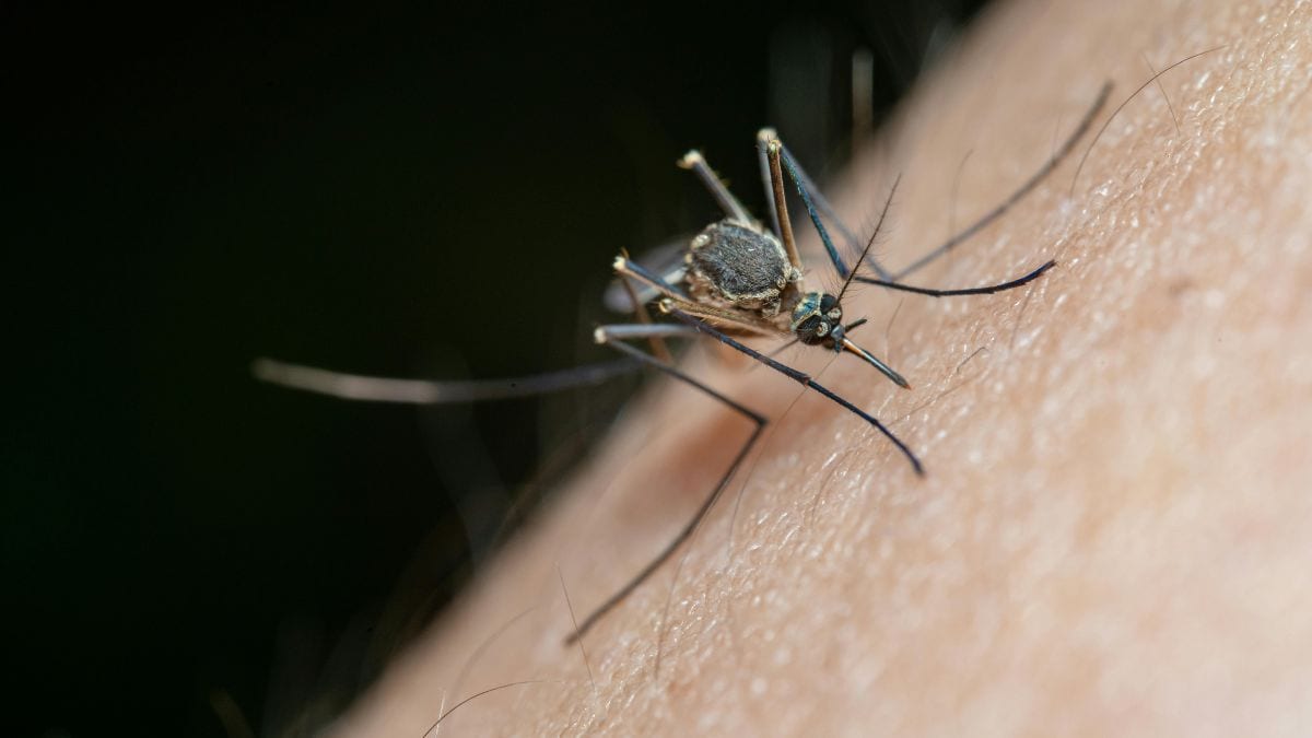 How ‘toxic’ semen could kill female mosquitoes and help curb spread of disease