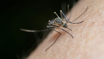 The “toxic male technique"  involves breeding mosquitoes that express venomous proteins in their semen. Image for Representation