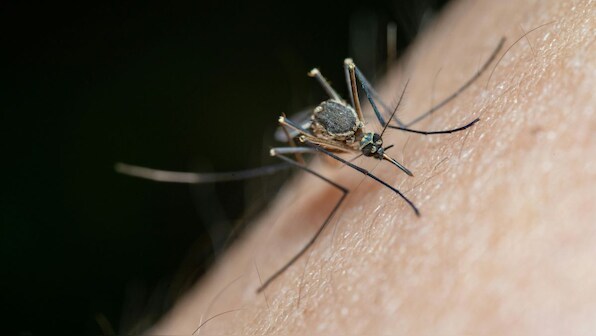 How ‘toxic’ semen could kill female mosquitoes and help curb spread of disease