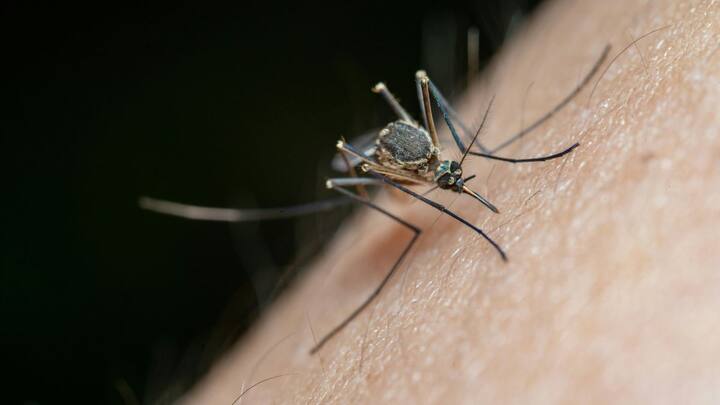 How ‘toxic’ semen could kill female mosquitoes and help curb spread of disease How ‘toxic’ semen could kill female mosquitoes and help curb spread of disease