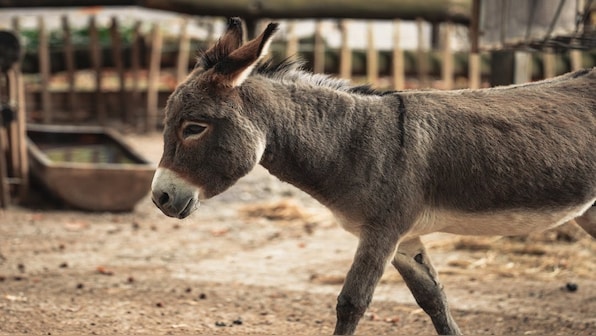 Donkey milk sells for Rs 5000 a litre: Why is it so expensive?
