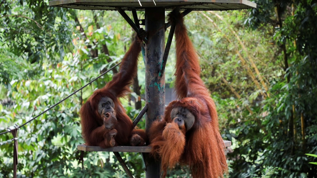 马来西亚的猩猩外交：印度如何通过进口棕榈油获得类人猿