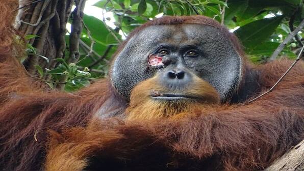 Ape-tastic: How a wounded orangutan used medicinal plants to treat himself