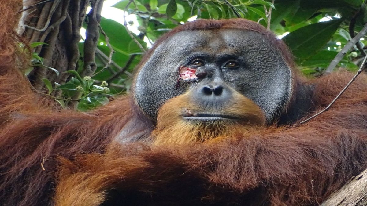 Ape-tastic: How a wounded orangutan used medicinal plants to treat himself Ape-tastic: How a wounded orangutan used medicinal plants to treat himself