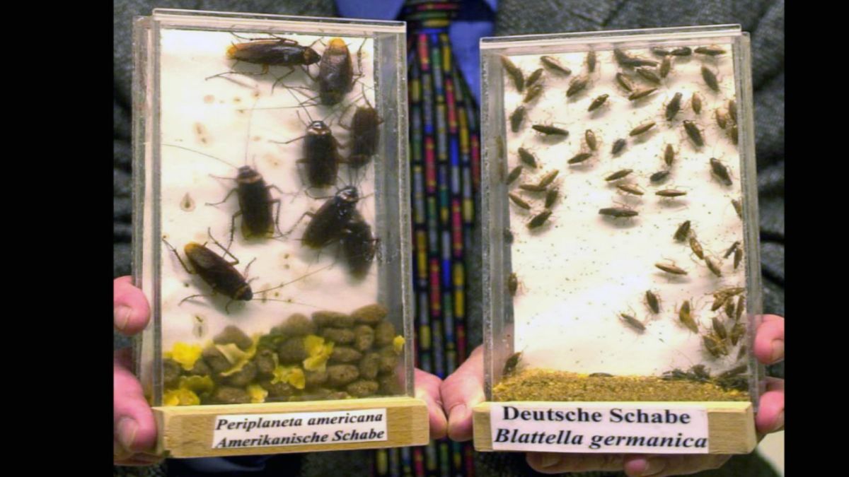 A biologist shows examples of American cockroaches (Periplaneta americana) and German cockroaches (Blattella germanica) at a lab in Monheim, Germany. AP A biologist shows examples of American cockroaches (Periplaneta americana) and German cockroaches (Blattella germanica) at a lab in Monheim, Germany. AP