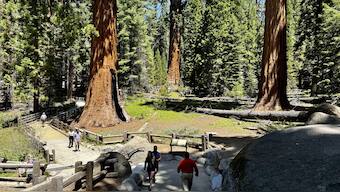 Visitors walk in a giant sequoia grove near General Sherman, the world's largest tree, in Sequoia National Park, Calif. AP