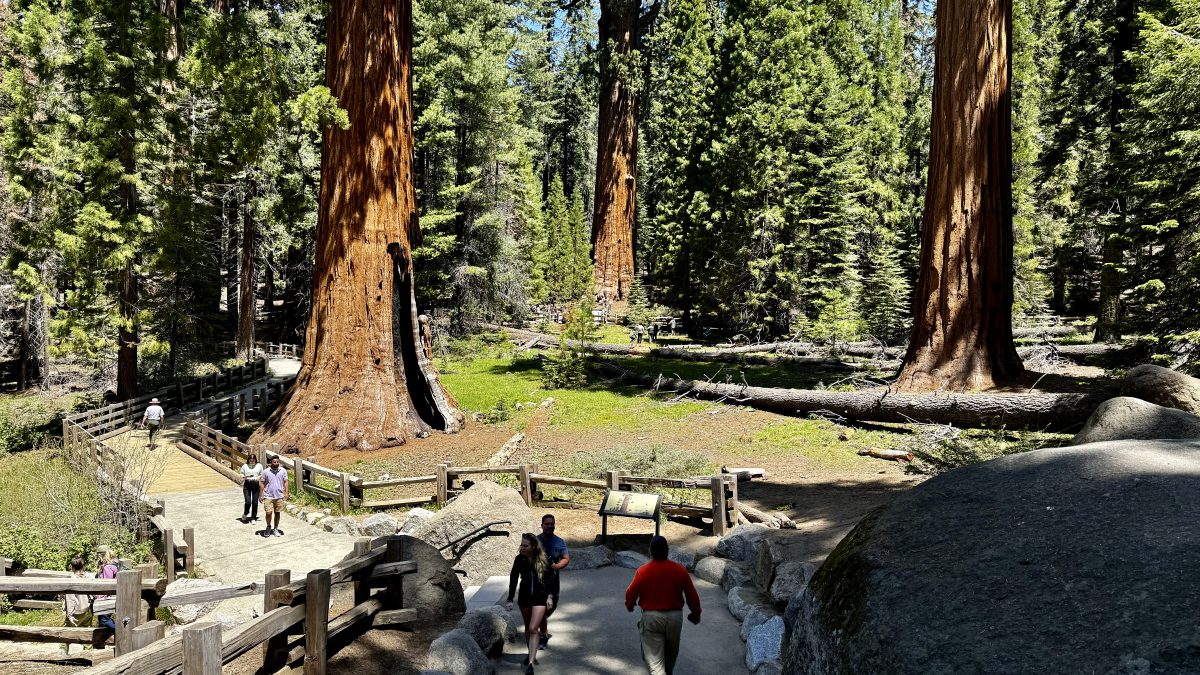 Visitors walk in a giant sequoia grove near General Sherman, the world's largest tree, in Sequoia National Park, Calif. AP Visitors walk in a giant sequoia grove near General Sherman, the world's largest tree, in Sequoia National Park, Calif. AP