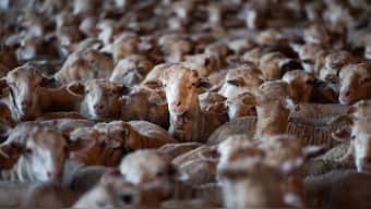 Representational Image.