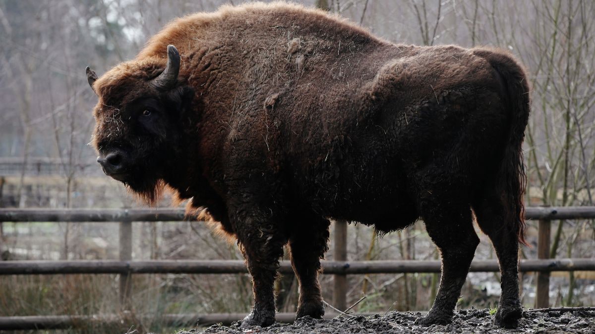 Cum 170 de bizoni ar putea compensa emisiile de CO2 echivalente cu 2 milioane de mașini în România – Firstpost