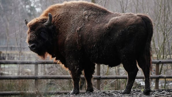 How a herd of 170 Bison could offset CO2 emissions equivalent of 2m cars in Romania