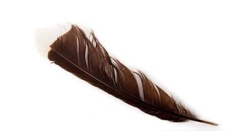 An image of the most valuable feather in the world. 